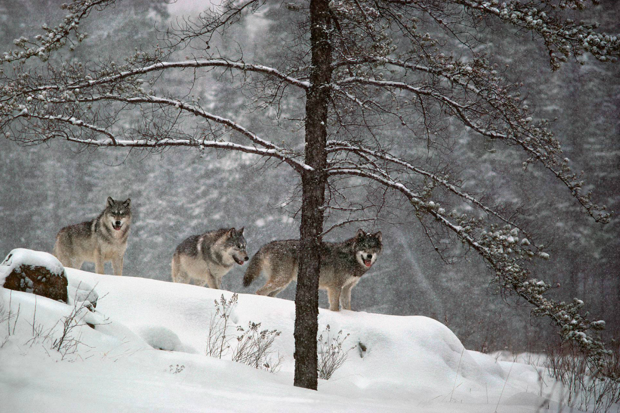 27-Meeting im Wald.jpg (1274 x 850)